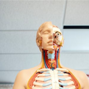 Curso de Anatomia e Fisiologia On-line - 70% de Desconto