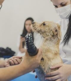 Curso de Banho e Tosa Online