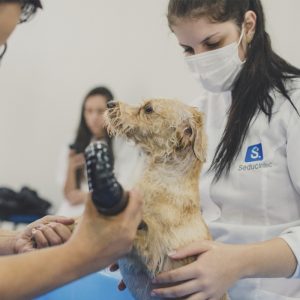 Curso de Banho e Tosa On-line - 70% de desconto