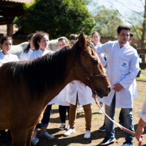 Curso de auxiliar veterinário